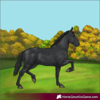 Horse Color:Black 