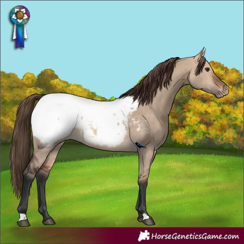 Horse Color:Bay Dun Appaloosa
