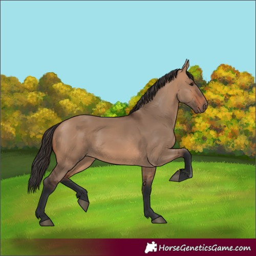 Horse Color:Bay Dun 