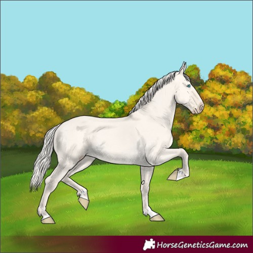Horse Color:Cremello Dun