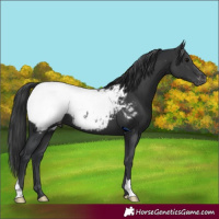 Horse Color:Black Appaloosa