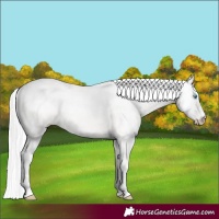 Horse Color:Cremello Dun