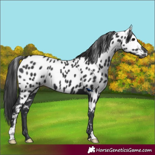 Horse Color:Black Appaloosa