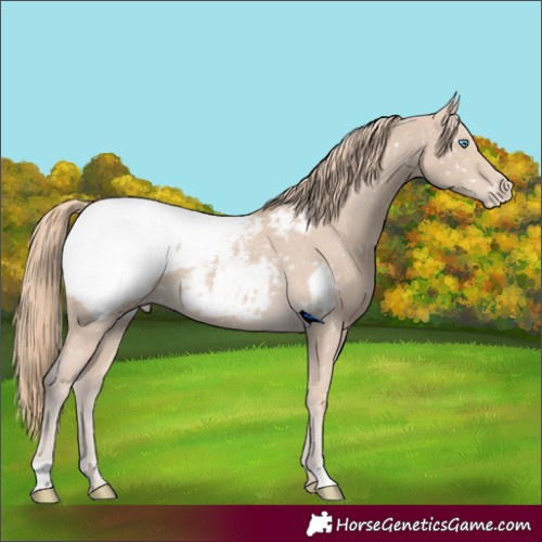 Horse Color:Smoky Creme Appaloosa