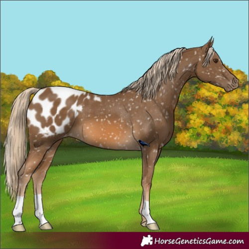 Horse Color:Chocolate Palomino Appaloosa