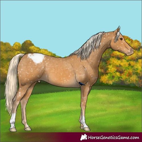 Horse Color:Unknown