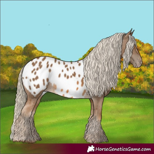 Horse Color:Chocolate Palomino Appaloosa 