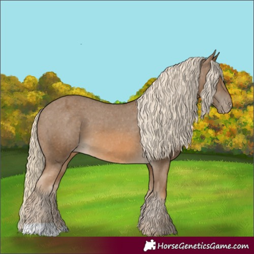 Horse Color:Chocolate Palomino Appaloosa 