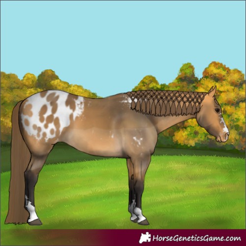 Horse Color:Buckskin Appaloosa