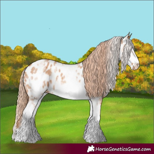 Horse Color:White Spotted Chestnut Sabino Frame Appaloosa