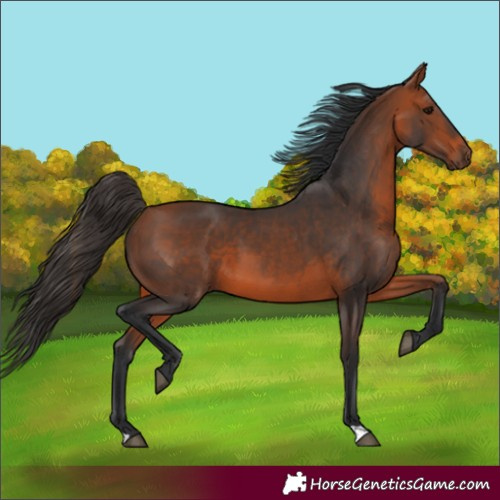 Horse Color:Unknown 