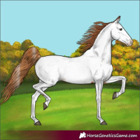 Horse Color:Chestnut Near Fewspot 
