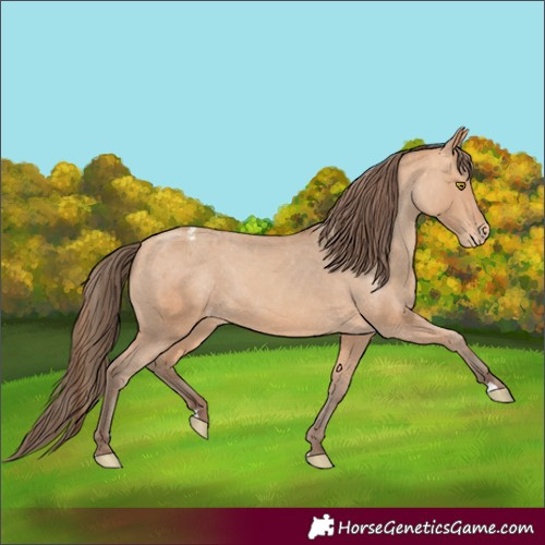 Horse Color:Amber Champagne Appaloosa Rabicano 