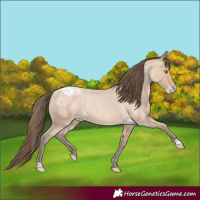Horse Color:Amber Champagne Roan Appaloosa Rabicano 