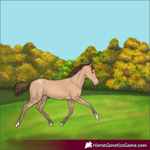 Horse Color:Amber Champagne Appaloosa Rabicano 