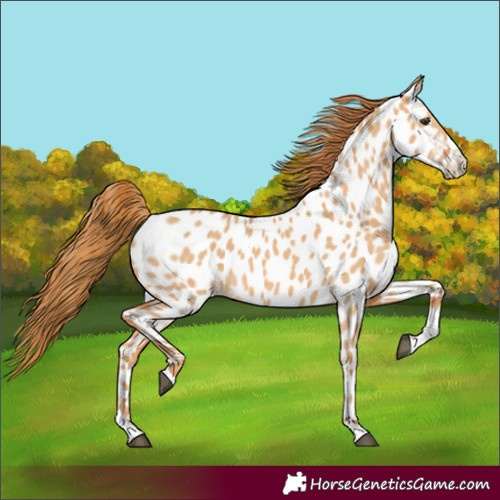 Horse Color:Unknown 
