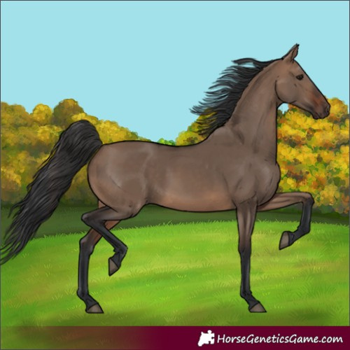 Horse Color:Unknown 