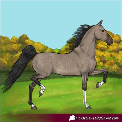 Horse Color:Unknown 