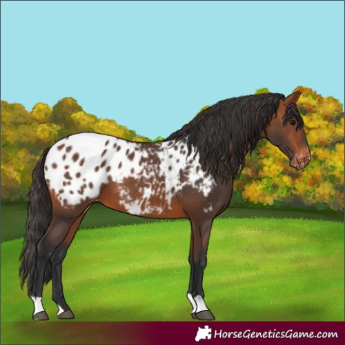 Horse Color:Bay Appaloosa 