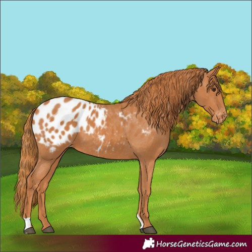 Horse Color:Chestnut Appaloosa 