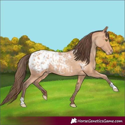 Horse Color:Amber Champagne Appaloosa Rabicano