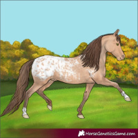 Horse Color:Amber Champagne Appaloosa Rabicano 