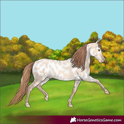 Horse Color:Gold Champagne Dun Appaloosa Rabicano