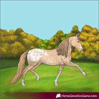 Horse Color:Gold Champagne Appaloosa Rabicano