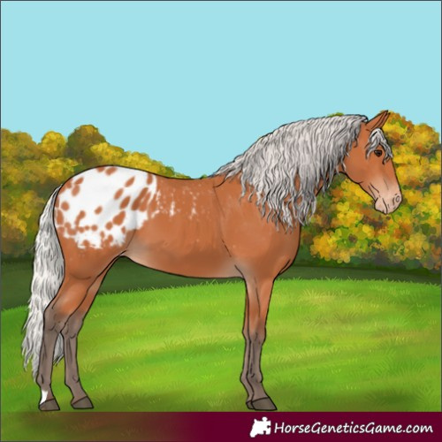Horse Color:Silver Bay Appaloosa