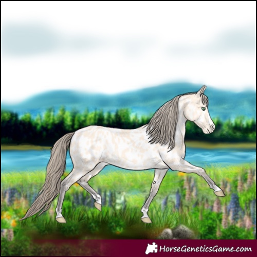 Horse Color:Amber Cream Champagne Appaloosa Rabicano