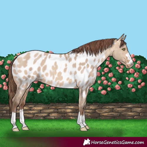 Horse Color:Amber Champagne Dun Appaloosa Rabicano 
