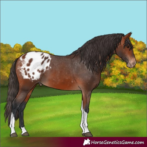 Horse Color:Bay Tobiano Appaloosa Rabicano 