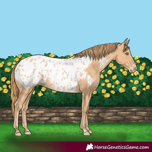 Horse Color:Gold Champagne Appaloosa Rabicano 