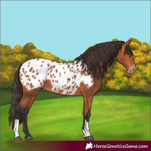 Horse Color:Bay Tobiano Appaloosa Rabicano 