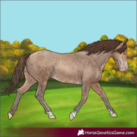 Horse Color:Amber Champagne Appaloosa Rabicano 