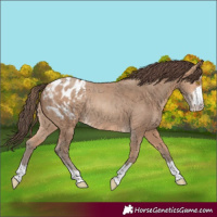 Horse Color:Amber Champagne Appaloosa Rabicano 