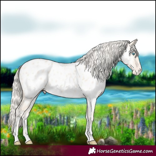 Horse Color:Cremello Dun Tobiano Appaloosa