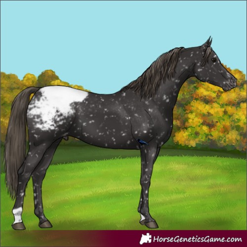 Horse Color:Smoky Black Appaloosa