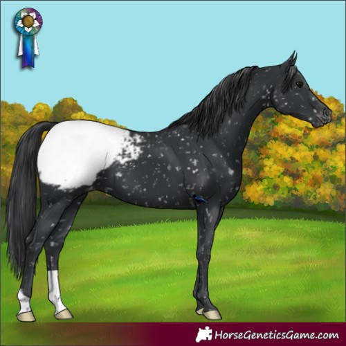 Horse Color:Black Appaloosa 