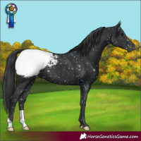Horse Color:Black Snowcap