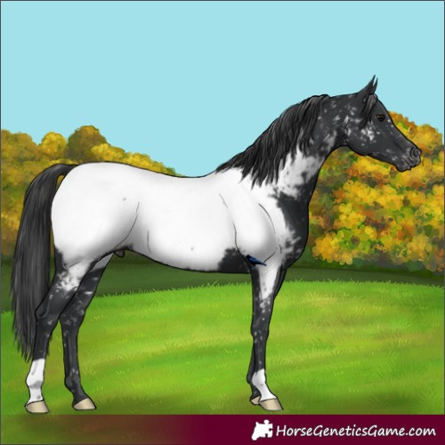 Horse Color:Black Appaloosa 