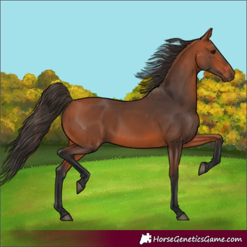 Horse Color:Bay 