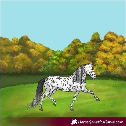 Horse Color:Black Appaloosa 