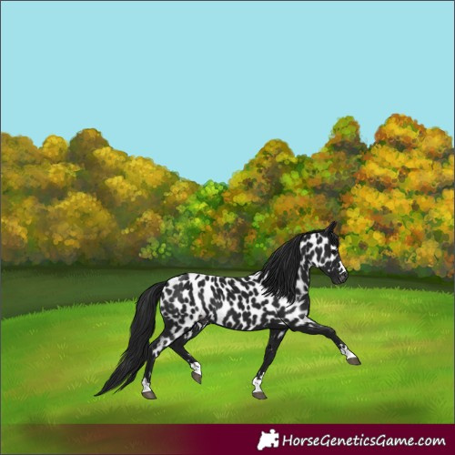 Horse Color:Gray Black Appaloosa