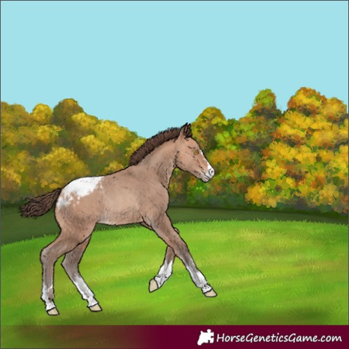 Horse Color:Amber Champagne Appaloosa Rabicano 