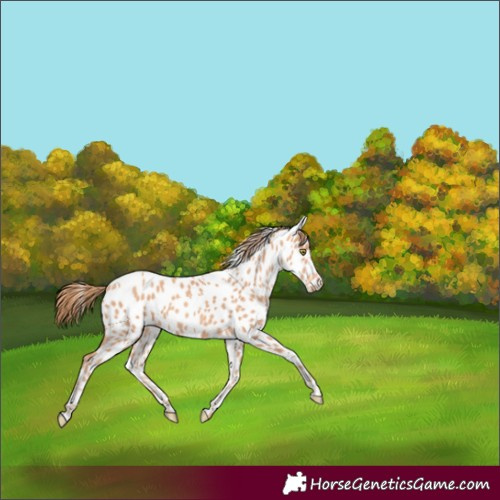 Horse Color:Gold Champagne Appaloosa