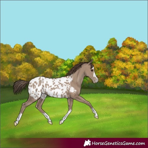 Horse Color:Classic Champagne Appaloosa 