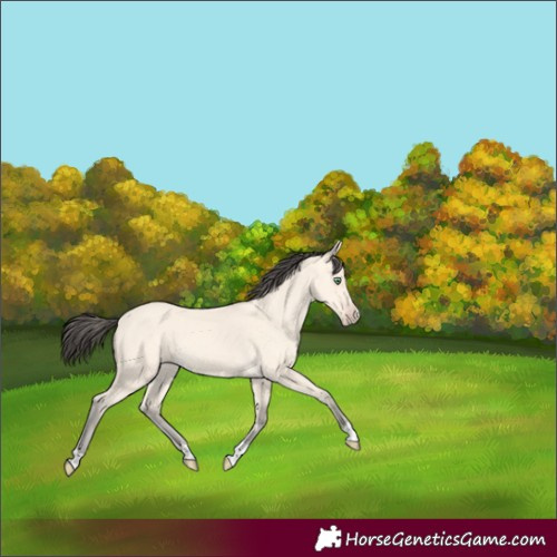 Horse Color:Amber Cream Champagne Rabicano