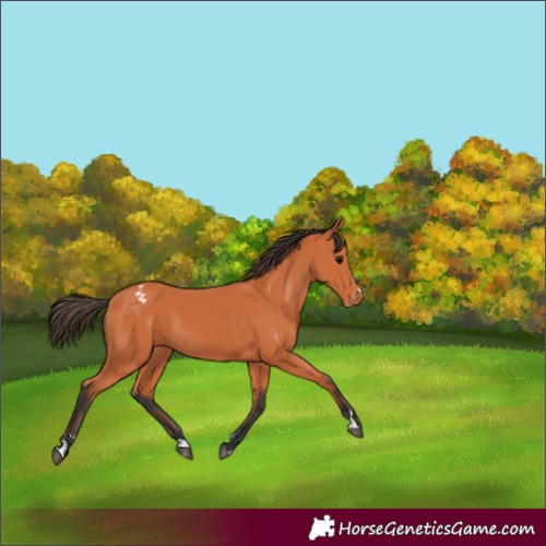 Horse Color:Bay Appaloosa Rabicano