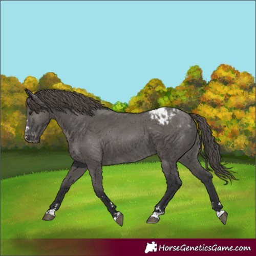 Horse Color:Unknown 